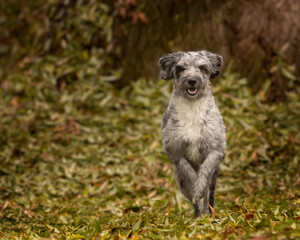 Aussiedoodle Australian shepard poodle mix breed pet dog running outdoors 
