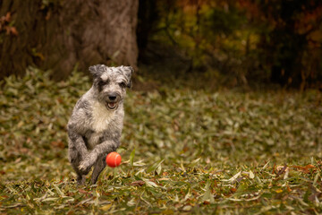 Aussiedoodle Australian shepard poodle mix breed pet dog playing fetch with a ball outdoors