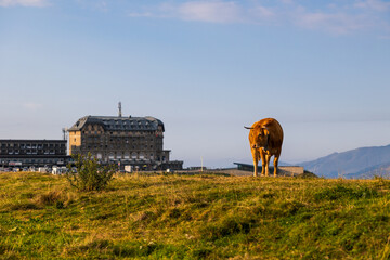 Vache en estive sur le plateau de Superbagnères