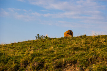 Vache en estive sur le plateau de Superbagnères