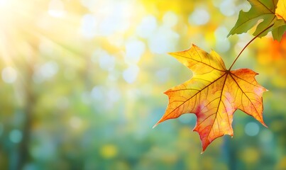 Fototapeta premium Maple leaf swaying in the wind in sunlight on blurred background. Natural autumn background. Fall season concept. Close-up of beautiful yellow foliage in the park