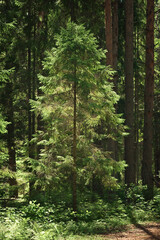 Obraz premium Young pine tree in morning sunlight among the tall trees in the forest.