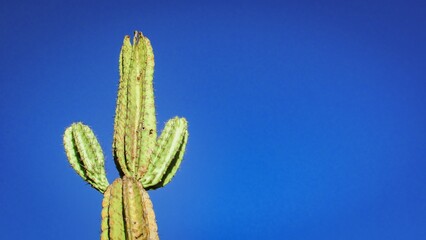 A tall green cactus with multiple arms against a vibrant blue sky.