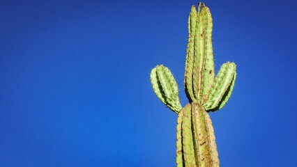 A vibrant green cactus stands against a vivid blue background, showcasing its unique shape and texture.