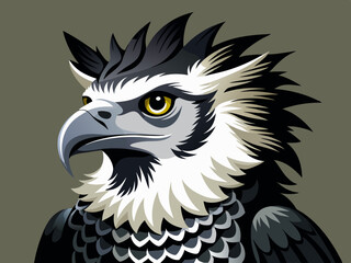Noir et blanc couleur harpie aigle sauvage nature oiseau chasseur prédateur carnivore fort animal 
