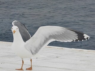 Fototapeta premium seagull in flight