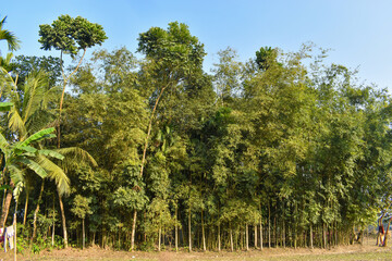 Beautiful Green trees standing beneath blue sky