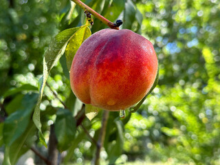 Peach ripe fruit on branch