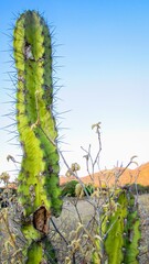 A tall, vibrant green cactus with prominent thorns stands against a clear blue sky, showcasing the beauty of desert flora.