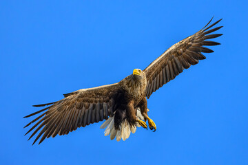 White-tailed Eagle (Haliaeetus albicilla) in flight, North Poland. Selective focus on bird's eye