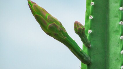 Close-up of vibrant green cactus buds showcasing nature's growth.