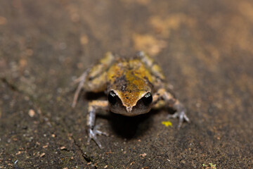 A cute bush squeaker (Arthroleptis wahlbergii) in a coastal forest
