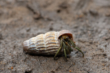 A cute hermit crab inhabiting the shell of a climbing whelk in the mangroves along an estuary 