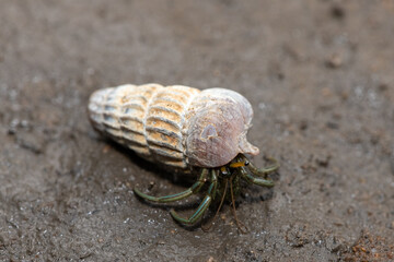 A cute hermit crab inhabiting the shell of a climbing whelk in the mangroves along an estuary 