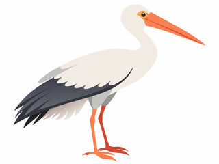 Oiseau de cigogne de Jabiru sur un fond blanc 
