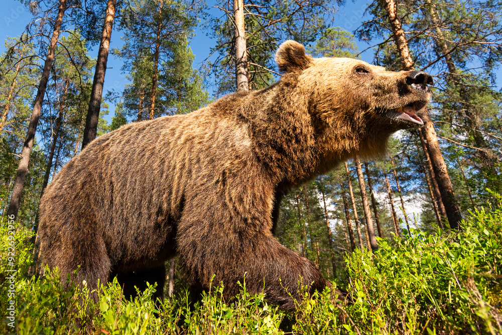 Wall mural Brown bear walking closeup wide-angle