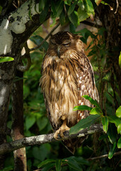 Brown Fish-Owl Ketupa bubo zeylonensis is bird in Strigidae, native from Turkey to South and Southeast Asia, big owl sitting in the tree in Sri Lanka or India