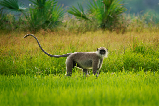 Tufted gray langur Semnopithecus priam also known Madras gray and Coromandel sacred langur, Old World mainly a leaf-eating monkey, found in southeast India and Sri Lanka, feeds on rice field