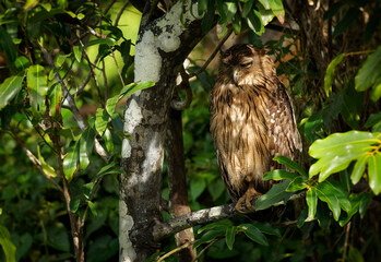 Brown Fish-Owl Ketupa bubo zeylonensis is bird in Strigidae, native from Turkey to South and Southeast Asia, big owl sitting in the tree in Sri Lanka or India