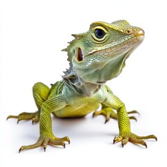 Fototapeta premium Basilisk lizard in a natural pose against a clean white background