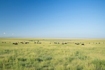 Obraz premium herd of cows