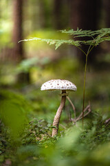 Poisonous mushroom on a tall stem with a large cap in a pine forest under a fern branch - atmospheric view of forest mushrooms