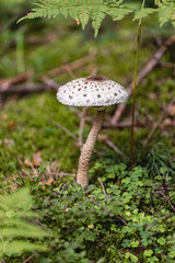 Poisonous mushroom on a tall stem with a large cap in a pine forest under a fern branch - atmospheric view of forest mushrooms