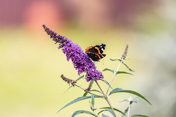 Colorful bright butterfly with orange wings on bright purple flowers - blooming buddleia and garden insects