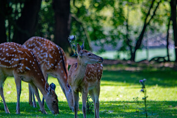 Rehe auf dem Gras im Tierpark Nürnberg, ein Reh blickt zur Seite