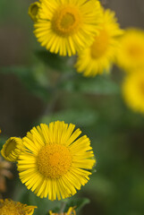 Beautiful close-up of pulicaria dysenterica