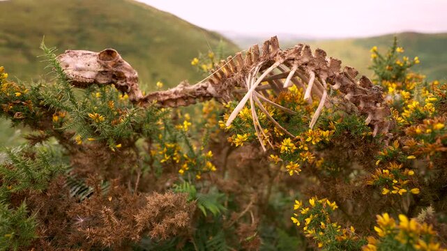 The carcass, bones and skeleton of a sheep in the countryside, moving slowly on gorse