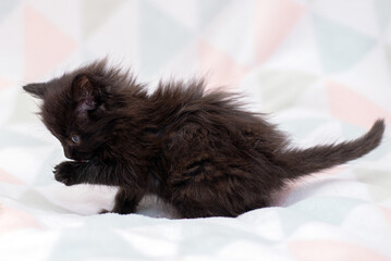 A small fluffy black kitten on a light blanket washes its paw