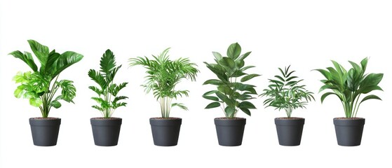 Obraz premium Seven potted plants with green leaves and black pots isolated on white background