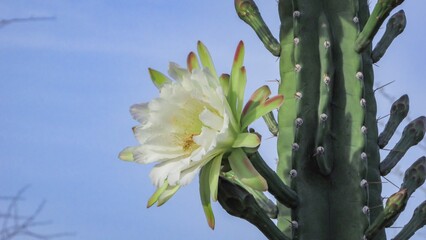 A vibrant white cactus flower blooms against a clear blue sky, showcasing delicate petals and green accents.