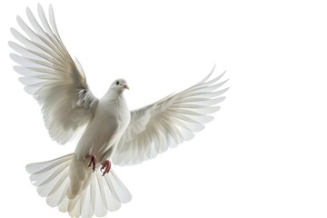 Obraz premium A peaceful scene of a white dove soaring through the air, its wings spread wide