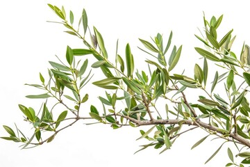 Fototapeta premium A single bird sitting on a branch of a tree, surrounded by leaves and possibly other branches