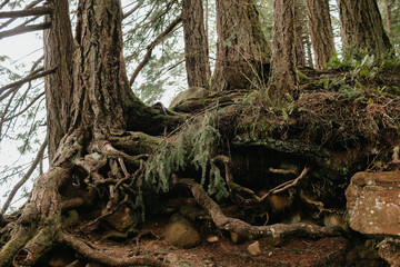 tree roots