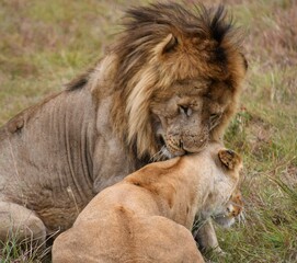 Two lions in Maasai Mara, Kenya, showcasing African wildlife in its natural habitat