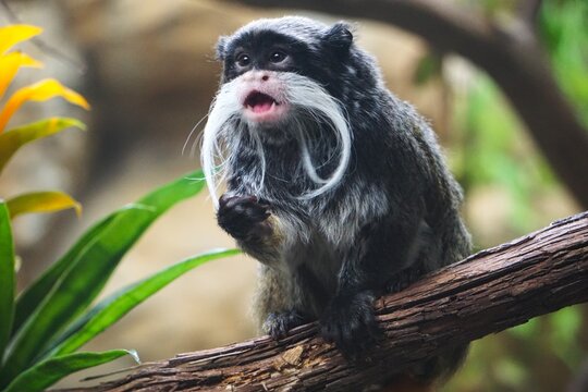 Neugieriger Kaiserschnurrbarttamarin, tropischer Tamarin oder Affe, sitzt mit offenem Mund und offenen Augen auf dem Ast eines Baumes im Amazonas Regenwald und streckt seine kleinen Pfoten hervor 
