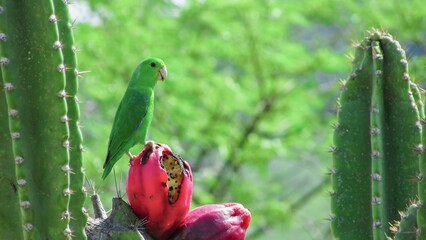Vibrant green parrot perched atop a red cactus fruit amidst lush green surroundings.