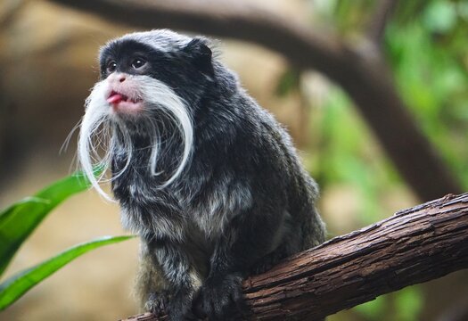 Lustiger Kaiserschnurrbarttamarin, tropischer Tamarin oder Affe, sitzt auf einem Ast eines Baumes im Dschungel des Amazonas Regenwald und streckt frech seine Zunge raus