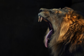 The roar