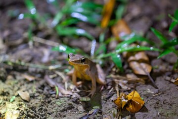 Warszewitsch's frog, Lithobates warszewitschii