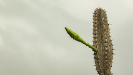 A close-up of a cactus with a vibrant green new shoot against a cloudy sky.