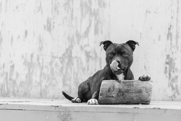 portrait staffordshire bullterrier 