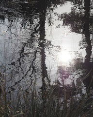 Reflection of trees on the pond's surface, abstract photo.