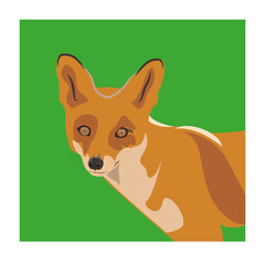red fox illustration