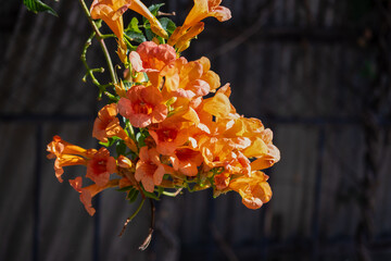 Orange trumpet flowers blooming on vine
A close-up of vibrant orange trumpet flowers blooming on a...