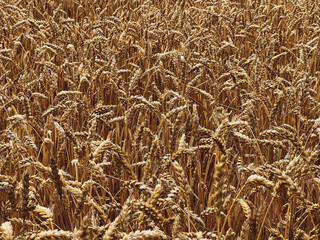 erntereifer Weizen auf einem Feld