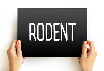 Rodent text quote on card, concept background